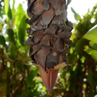 6.4.15 - Male bud shape