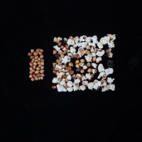 Popped and not popped comparison.jpg