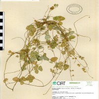 22010 herbarium