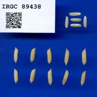 IRGC 89438 Seed Photo