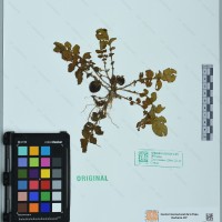 CIP 761727 herbarium