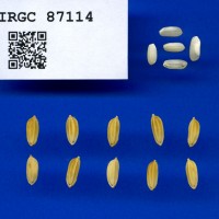IRGC 87114 Seed Photo