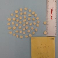 CIMMYTMA 5198 - Reference Inventory.jpg