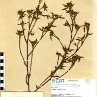 77 herbarium