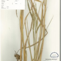 IRGC 101330 Herbarium