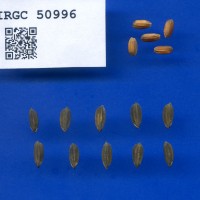 IRGC 50996 Seed Photo