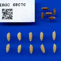 IRGC 68070 Seed Photo