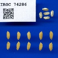 IRGC 74286 Seed Photo
