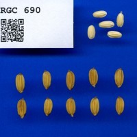 IRGC 690 Seed Photo