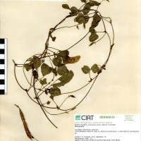 15835 herbarium