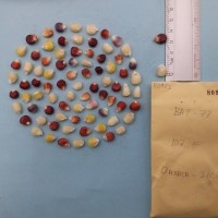 CIMMYTMA 8097 - Reference inventory.jpg