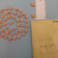 CIMMYTMA 6269 - Reference Inventory.jpg