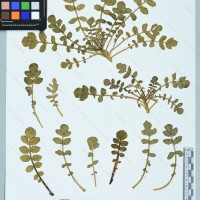 CIP 761125 herbarium