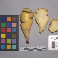 CIP 203068 Tuber