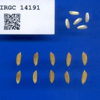 IRGC 14191 Seed Photo