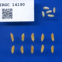 IRGC 14190 Seed Photo