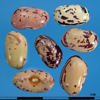 G51040B seed.jpg