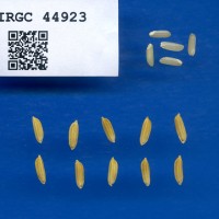 IRGC 44923 Seed Photo