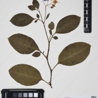 CIP 760538_HAM 206_02.jpg