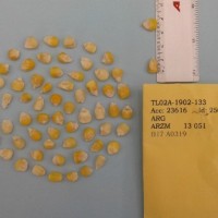 CIMMYTMA 25622 - Reference Inventory.jpg