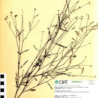 7269 herbarium