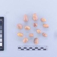 CIP 761398_OCH 12025_mcd var mon_T_2024.jpg