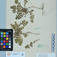 CIP 760216 herbarium