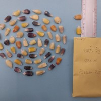 CIMMYTMA 7637 - Reference inventory.jpg