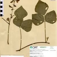 17305 herbarium