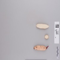 CIP 420411 (root).jpg