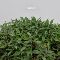 CIP 420836 (plant).jpg