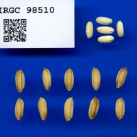 IRGC 98510 Seed Photo