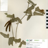 4636 herbarium