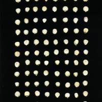 CIMMYTMA 10268 ECUA TC24U-2903-126 K.jpg