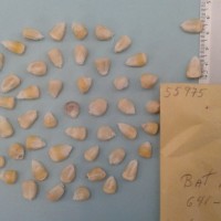 CIMMYTMA 5597 - Reference Inventory.jpg