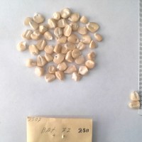 CIMMYTMA 250 - Reference Inventory.jpg