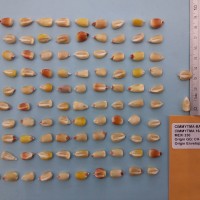CIMMYTMA 16486 - Reference Inventory.jpg