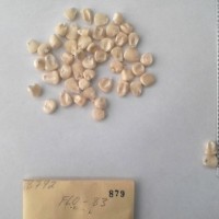 CIMMYTMA 879 - Reference Inventory.jpg