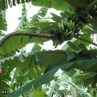 6.4.12 - Rachis position