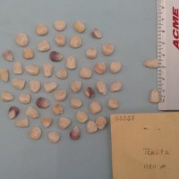 CIMMYTMA 5333 - Reference Inventory.jpg