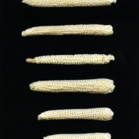 CIMMYTMA 24606 MEXI 698 TC24U-2903-200 C.jpg