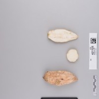 CIP 421125 (root).jpg