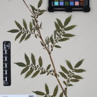 CIP 762633_OCHS 12602_07.jpg