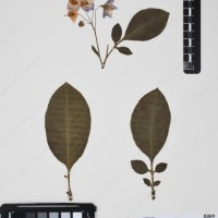 CIP 760538_HAM 206_03.jpg