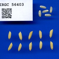 IRGC 56403 Seed Photo