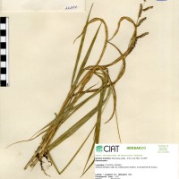 16194 herbarium