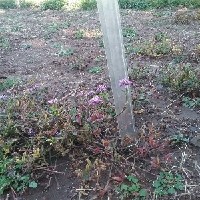 092528(Trifolium steudneri2161).jpg