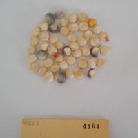 CIMMYTMA 4164 - Reference Inventory.jpg