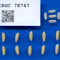 IRGC78747.jpg
