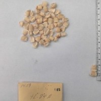 CIMMYTMA 145 - Reference Inventory.jpg